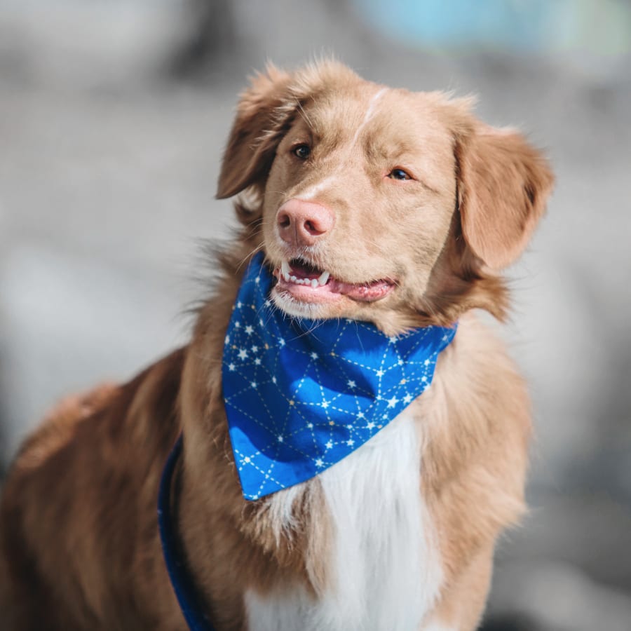 North Cobb Animal Hospital in Kennesaw