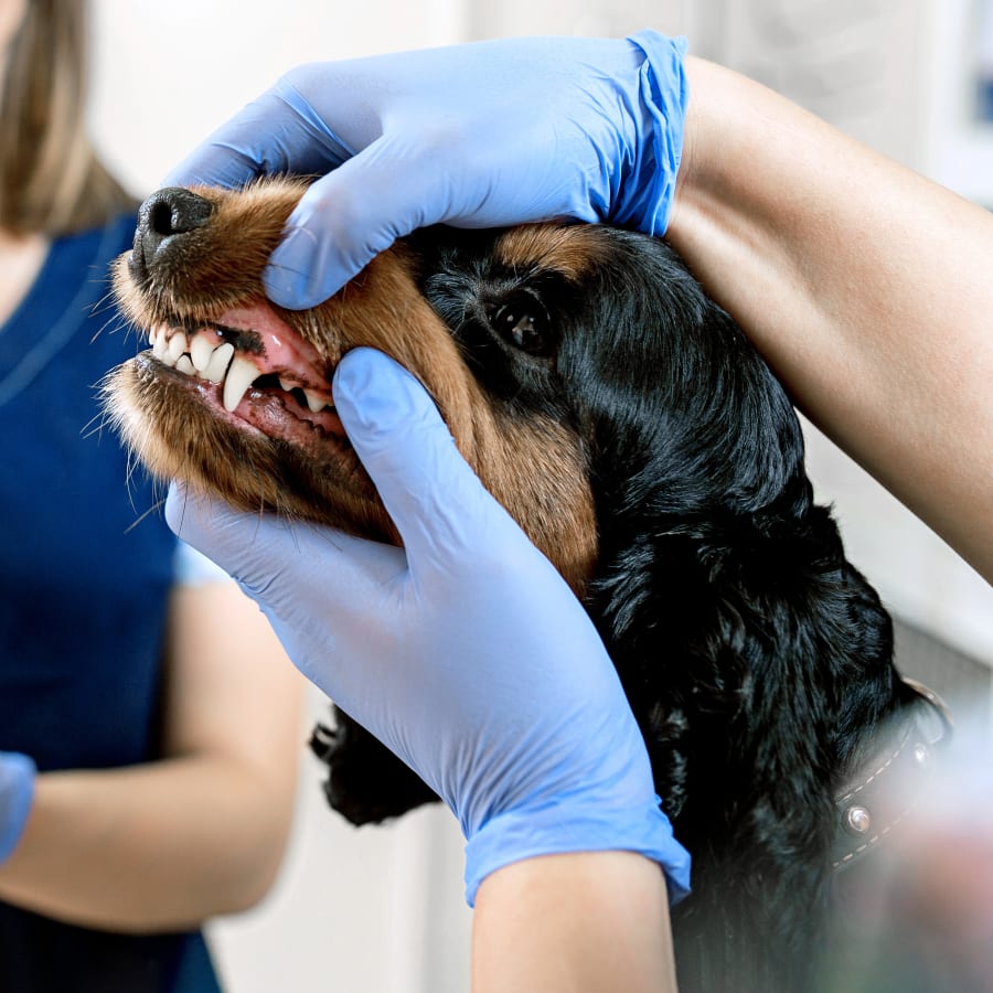 Dental Care, Kennesaw Vet