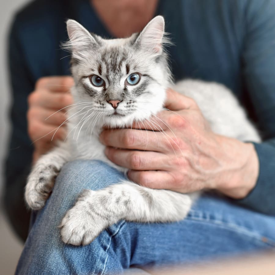 Geriatric Care for Pets, Kennesaw