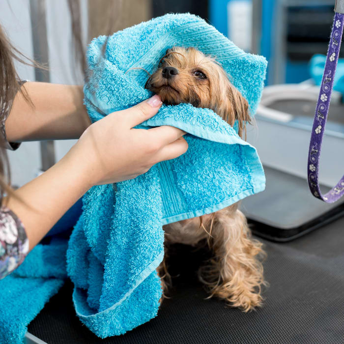 Pet Grooming & Bathing, Kennesaw Veterinarians