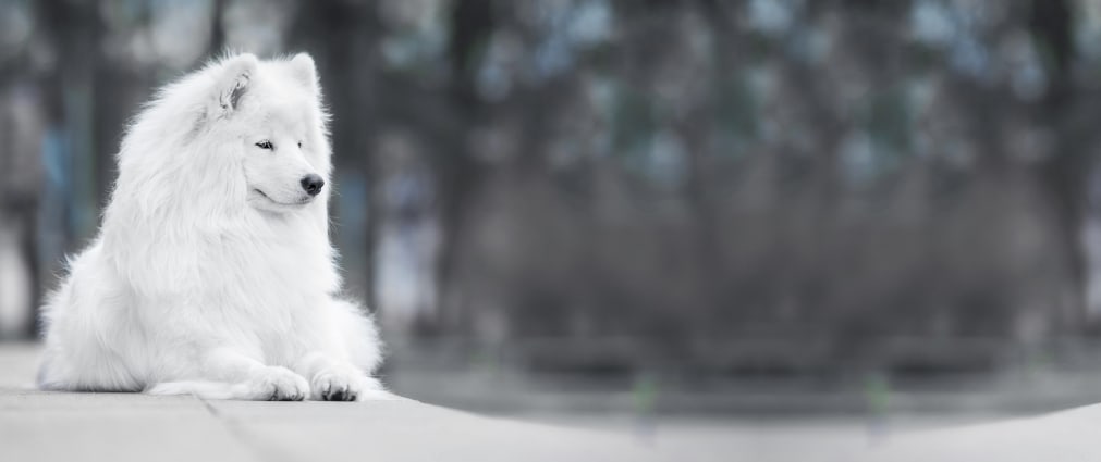 North Cobb Animal Hospital | Kennesaw Speciality & Emergency Vet