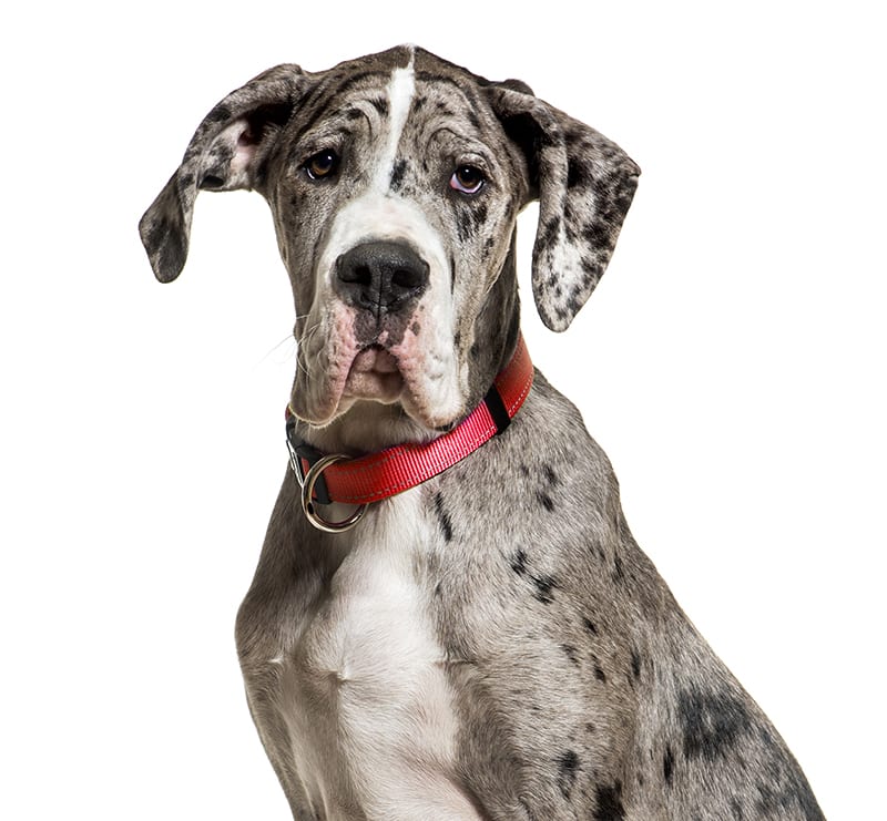 Giant Dogs, North Cobb Animal Hospital